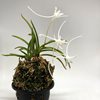 Neofinetia falcata Manjushage 